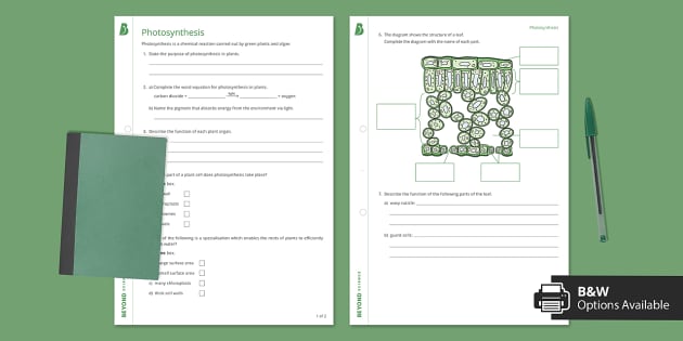 Photosynthesis Worksheet | KS3 Biology | Beyond Science