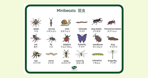 昆虫 Minibeasts 単語シート 英語と日本語