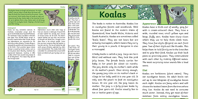 The Koala Differentiated Reading Comprehension - Twinkl