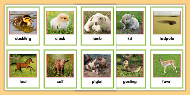 Spring Animal Matching Photo Cards (Teacher-Made) - Twinkl