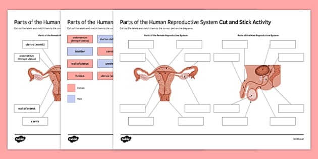 Parts Of The Human Reproductive System Cut And Stick Worksheet