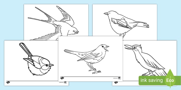 Blue Jay Bird Coloring Page Printable - Get Coloring Pages