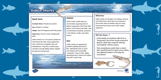 Goblin Shark Fact File | Goblin Shark Facts - Twinkl