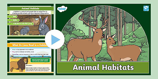 Animal Habitats PowerPoint (teacher made) - Twinkl