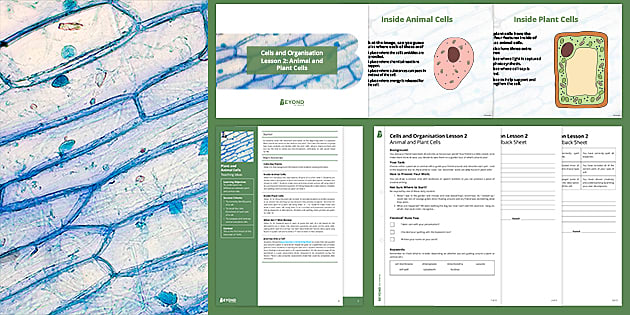 Year 7 - Year 8 Science Cells: Animal & Plant Cells