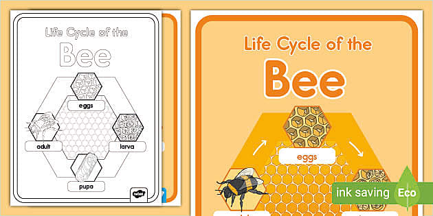 Frog Life Cycle  Twinkl Information and Resources - Twinkl