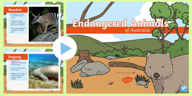 Protected Animals in Australia | PowerPoint | Twinkl
