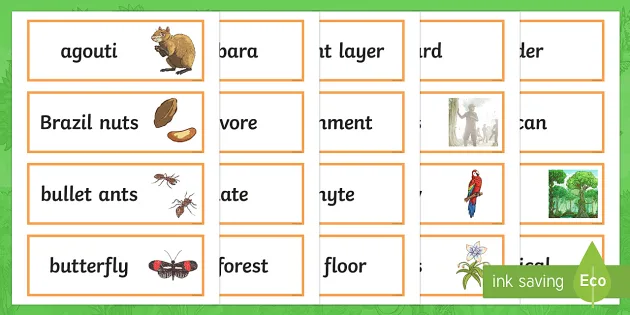 Amazon Rainforest Vocabulary Word Cards | Twinkl Originals
