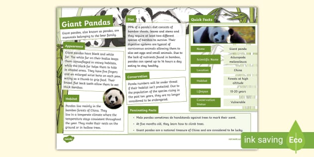 Giant Panda KS2 Fact File (teacher made) - Twinkl