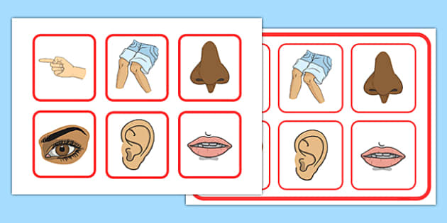 Body Parts Matching Cards And Board