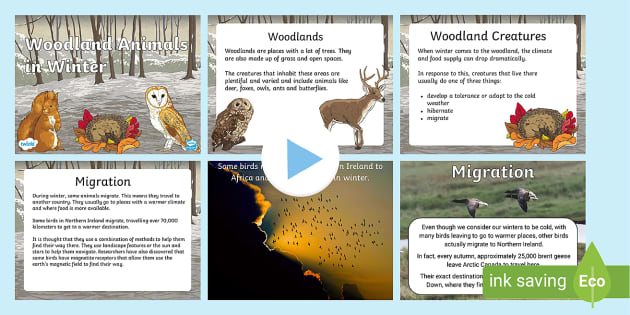 Woodland Animals in Winter PowerPoint – Twinkl - Twinkl