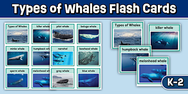 Types of Whales Flash Cards