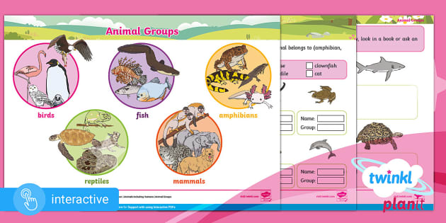 Interactive PDF: Science: Year 1: Animal Groups - Twinkl