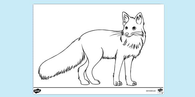 arctic fox drawing for kids