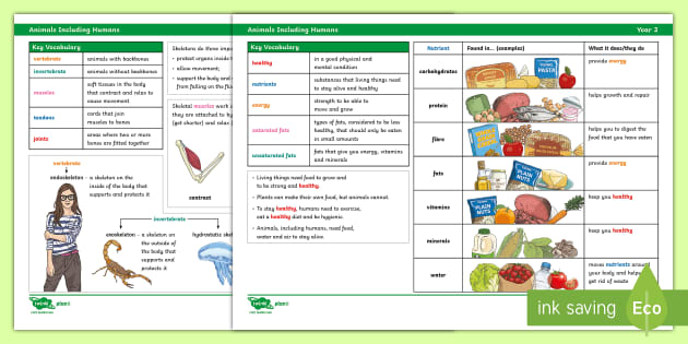 Animals, Including Humans, Facts For Year 3 | Twinkl