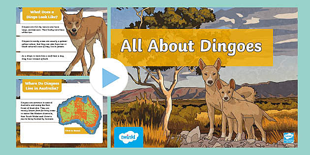 Dingo, Diet, Habitat, & Facts