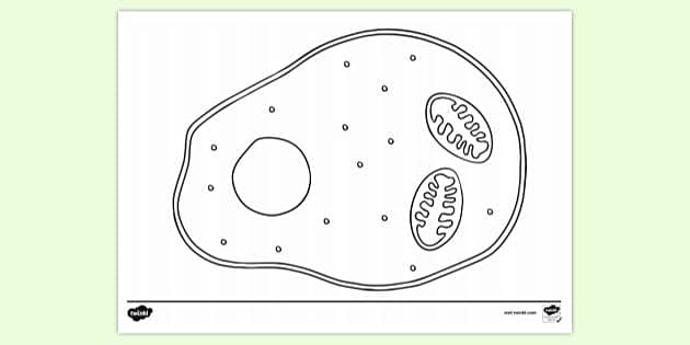 FREE! - Animal Cell With Ribosome Colouring Sheet | Colouring Sheets
