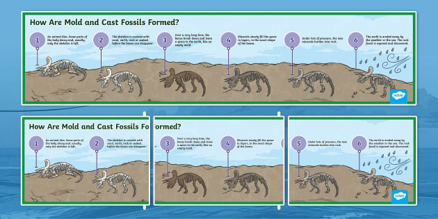 How Mold and Cast Fossils Are Formed Display Poster - Twinkl