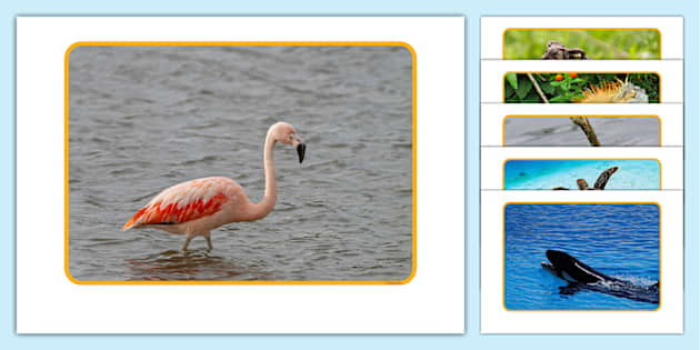 Animals in Saint Lucia Photo Pack (teacher made) - Twinkl