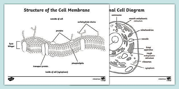 Printable Human Cell Coloring Pages