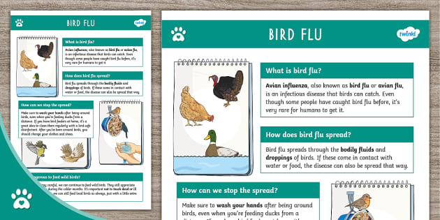 Bird Flu - Fact File - Avian Influenza - Birds - Twinkl Pets