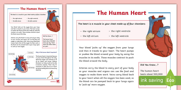 Heart Facts for Kids - Learn Definition, Facts & Examples
