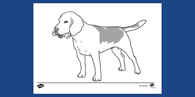 beagle and border collie coloring pages