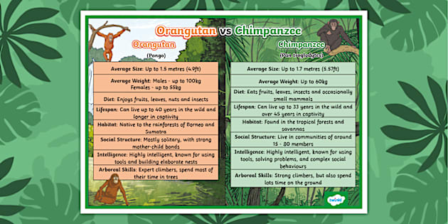 Orangutan vs. Chimp Display Poster (teacher made) - Twinkl