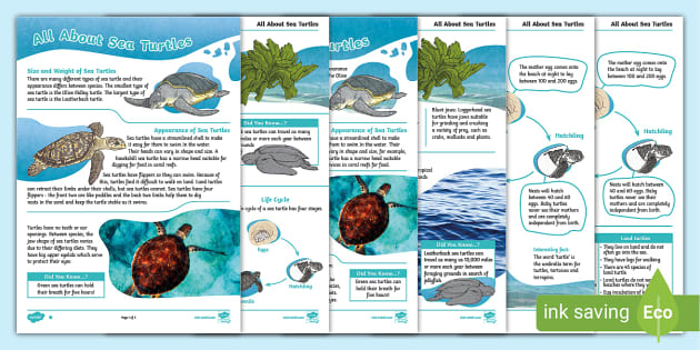 Sea Turtles Differentiated Fact Files - Sea Turtles Facts