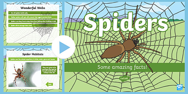 Fourteen Ways That Spiders Use Their Silk, Science