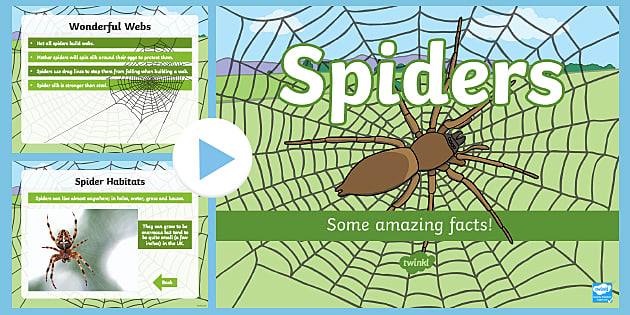 Spider Facts PowerPoint - Minibeasts - Science - Twinkl