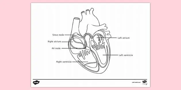 Free Heart Anatomy Colouring Page Colouring Sheets
