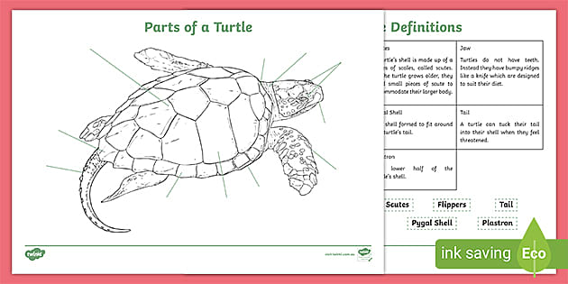 Parts of a Turtle Worksheet (teacher made) - Twinkl