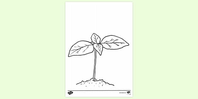 FREE! - Young Plant Colouring Sheet | Colouring Sheets