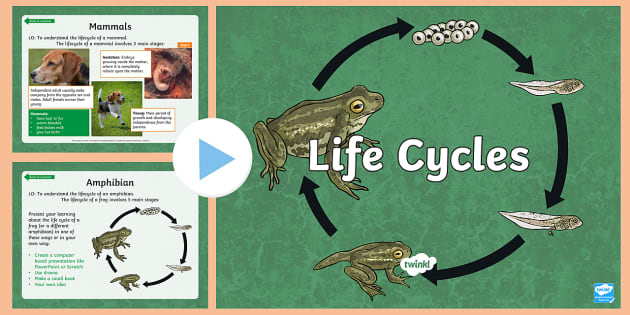 KS2 Animal Life Cycles | PowerPoint | Primary Resource