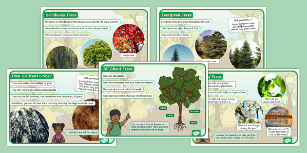 EYFS All About Trees Fact Files | Twinkl - Twinkl