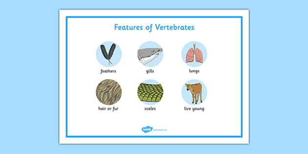 Features of Vertebrates Word Mat - Twinkl