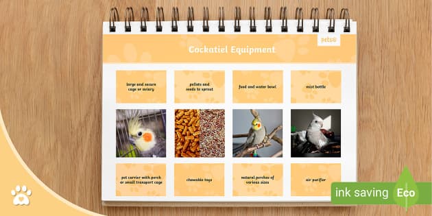 Cockatiel Equipment Fact Sheet teacher made Twinkl