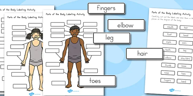 label the body parts worksheet science primary learning