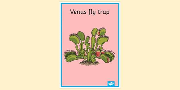 Venus Fly Trap Art Print — Jessica Warrick