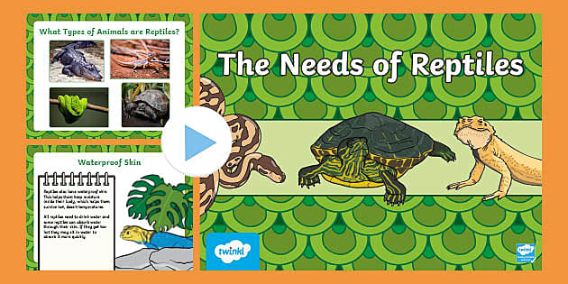 The Needs Of Reptiles PowerPoint (teacher Made) - Twinkl