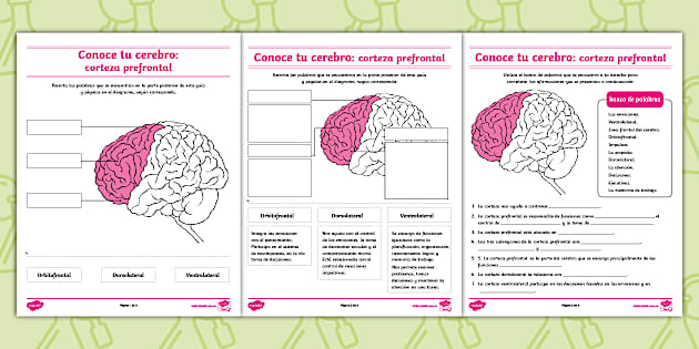 Prefrontal Cortex Worksheet Hoja de actividades: corteza prefrontal del cerebro