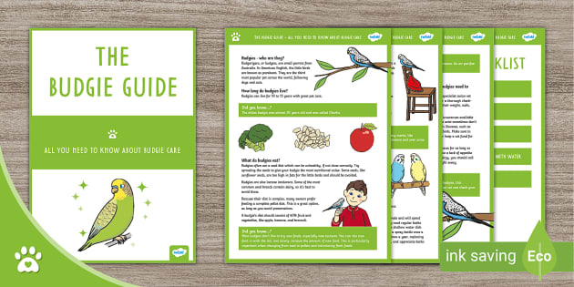 The Ultimate Budgie Guide - Pet Care Guide - Twinkl Pets
