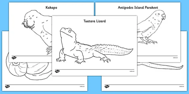 FREE! - NZ Animals & Kiwi Wildlife Colouring Pages / Pictures