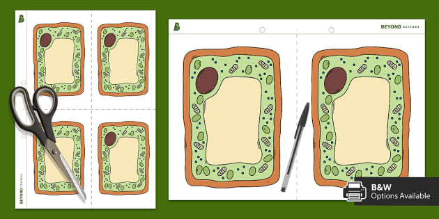 Plant Cell Illustration (teacher Made) - Twinkl