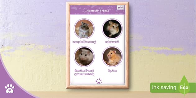 Hamster Breeds - Display Poster - Twinkl Pets (teacher made)