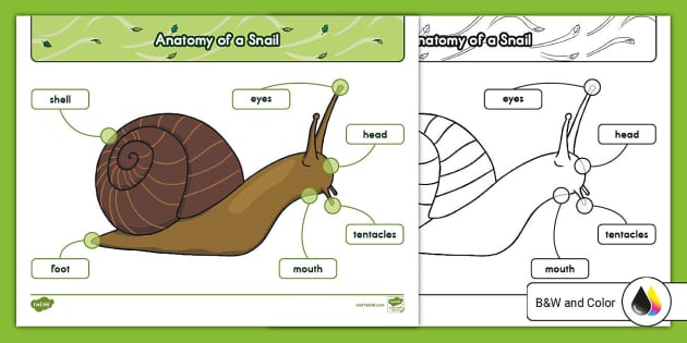 Anatomy of a Snail Poster for K-2nd Grade