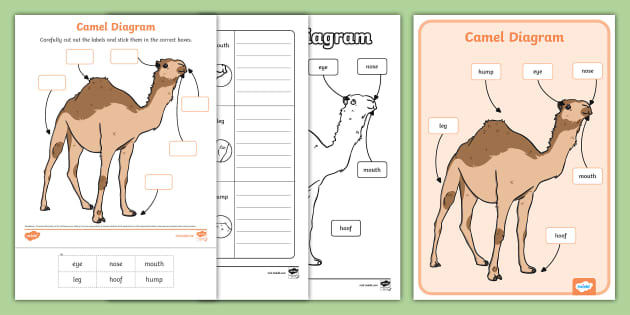 Camel Diagram Pack (teacher made) - Twinkl