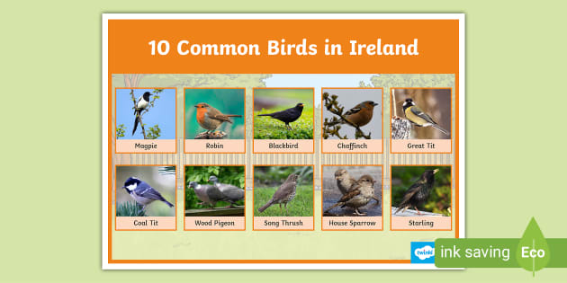 Birdwatch Ireland Poster – Common Birds in Ireland