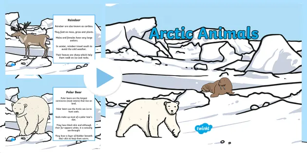 Arctic Animals PowerPoint - Teaching Resource (Teacher-Made)